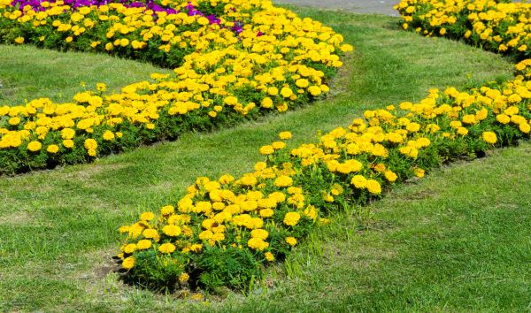 Floral Beds Installation